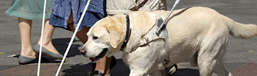 service animal on walk with master