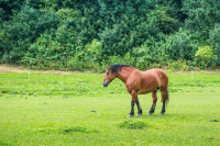 equine therapy