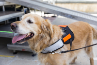 service animal, inclusion, accessibility 