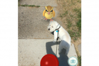 pokemon go