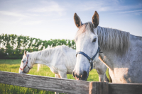 horse therapy, hippotherapy, cerebral palsy