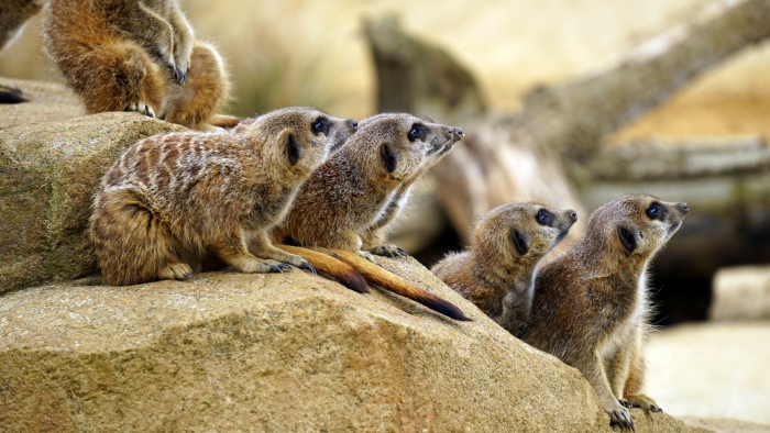 Taking Your Child with Special Needs to the Zoo